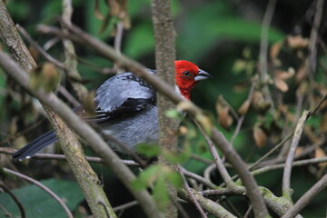 Red cardinal inside a on Rio de Janeiro Zoo's aviary