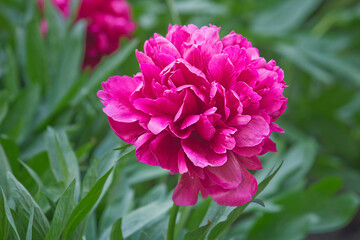 pink peony in close-up. A garden with blooming pink peonies  Rubra Plena variety - obrazy, fototapety, plakaty