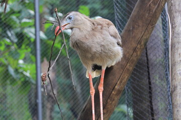 Brazilian Red Legged Seriema inside a aviary on Rio de Janeiro Zoo's