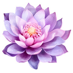Fototapeta premium purple lotus flower isolated on transparent background cutout, watercolor illustration.