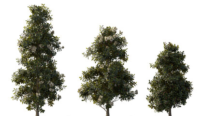 Magnolia grandiflora tree and bush isolated png on a transparent background premium cutout (southern magnolia, bull bay) Magnoliaceae © Roman