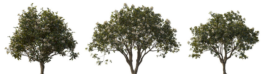 Magnolia grandiflora set frontal tree and bush isolated png on a transparent background premium cutout  (southern magnolia, bull bay) Magnoliaceae © Roman