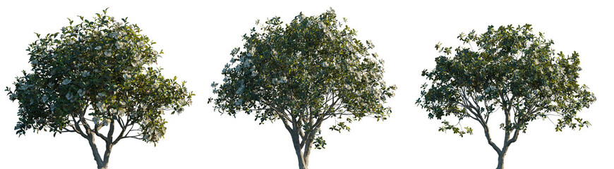 Magnolia grandiflora set frontal tree and bush isolated png on a transparent background premium cutout  (southern magnolia, bull bay) Magnoliaceae © Roman