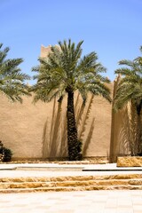 palm trees in Burjairi, Saudi Arabia