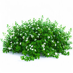 
Lush green bush with white flowers