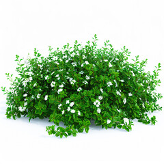 Obraz premium Lush green bush with white flowers