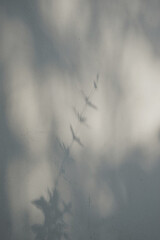 Natural shadow tree leaves stem silhouette and light against old grunge wall textured background.