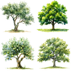Trees front view, PNG, watercolor style vector tree, olive, oak tree, architectural element, PNG bundle, vector clipart, transparent background
