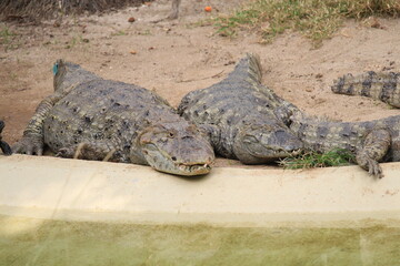 Brazilian river turtles and caymans inside a on Rio de Janeiro Zoo's resting and basking on the sun close to a pool