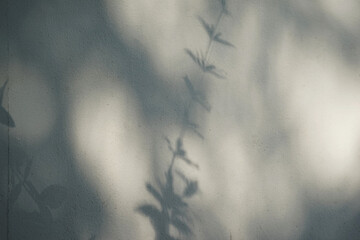 Natural leaves flower shadow silhouette against gray rustic old wall texture abstract background.