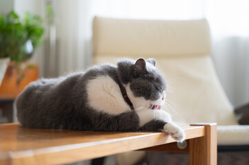 British shorthair cat lying on table and licking paw