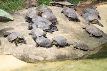 Brazilian river turtles inside a on Rio de Janeiro Zoo's resting and basking on the sun close to a pool