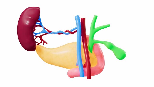 Human pancreas, gall bladder, splenic organ model, alpha channel, 3d rendering.