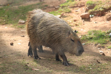 Capybaras on Rio de Janeiro Zoo's caatinga exhibition