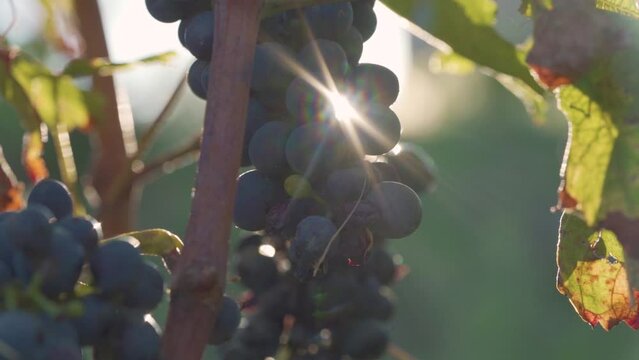 Red Bunches of Grapes on the Vine At Sunrise - Close Up Macro Shot