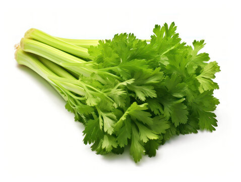 Fresh Celery Isolated on white background