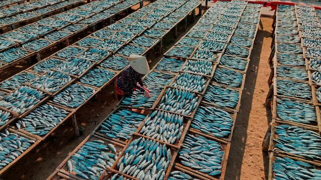 Drying croaker fishes in Long Hai fishing village - Ba Ria Vung tau province, South Vietnam