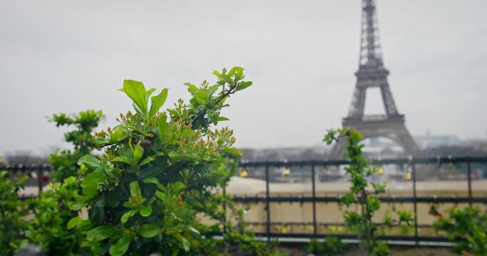 Close-up of green branch tree with Eiffel Tower on background in Paris in rainy weather, Vacation in Europe