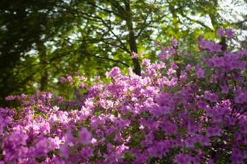 Obraz premium View of the azalea flowers in the garden