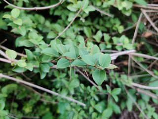 Berberis , commonly known as barberry,is a large genus of deciduous and evergreen shrubs from 1–5 m (3.3–16.4 ft) tall