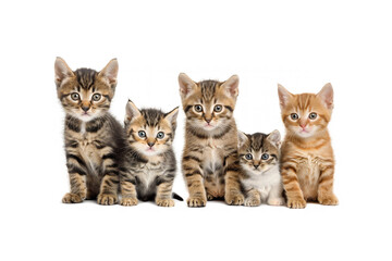 Cute Domestic Pets Isolated, White Background, Studio Portrait Animals