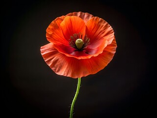 Close-Up of a Red Poppy on a Black Background