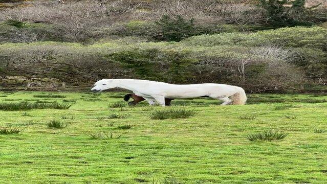 white horse and brown foal on the meadow