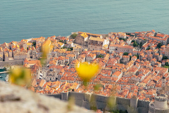 Vue a&eacute;rienne de la vieille ville de Dubrovnik avec des fleurs jaunes en avant plan