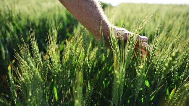 Closeup of farmer's hand gently touching green ripening wheat ears in cultivated field, concept of organic agricultural production of cereal crops