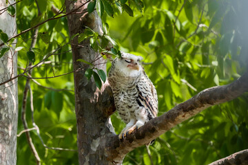 Spot-bellied Eagle Owl Largest, dark brown head, tufts of fur, erect ears. Grayish white face Dark...