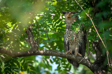 Spot-bellied Eagle Owl Largest, dark brown head, tufts of fur, erect ears. Grayish white face Dark red-brown eyes, yellow mouth, white underbody with large heart-shaped black spots scattered all over.