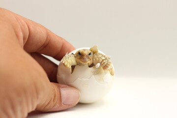 Cute small baby African Sulcata Tortoise in front of white background,Africa spurred tortoise being born, Tortoise Hatching from Egg, Cute portrait of baby tortoise hatching,Cute animal