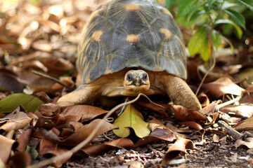 Portrait of radiated tortoise,The radiated tortoise eating flower ,Tortoise sunbathe on ground with his protective shell ,cute animal ,Astrochelys radiata ,The radiatedtortoise from Madagascar
