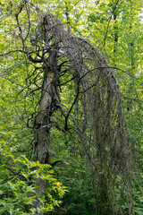 A dead tree in the forest