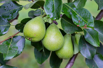 pear on a branch in the garden. pears ripen on the tree. pears in raindrops close-up on a branch. background with pears.
