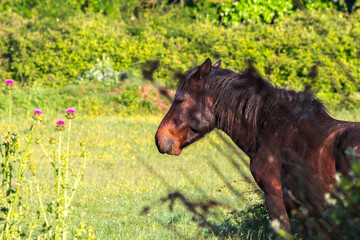 Wild horse photo taken from behind the grass. Horse alone. 