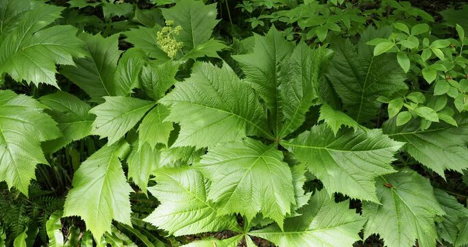 (Rodgersia podophylla 'Braunlaub') Rogers' Bronze-leaf. Tuft of large palmate green leaves cut into serrated lobes producing arching panicles of small, creamy-white flowers in a shade garden
