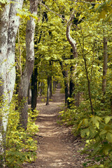 Path in the fall forest