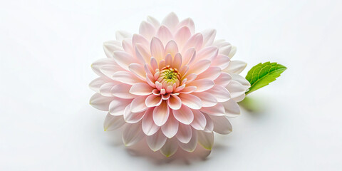 pale pink flower with leaf, lush bud, top view, close-up, on a white background