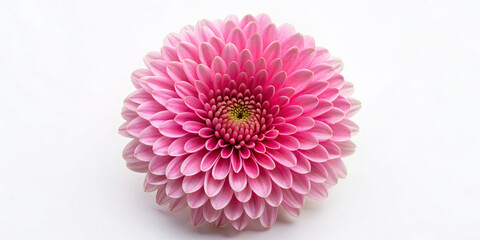 pink flower, lush bud, top view, close-up, on a white background