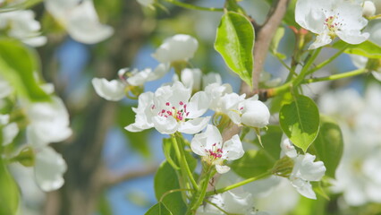 Pear blossoms in spring. Lots of white flowers in sunlight spring sunny day. Close up.