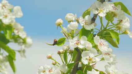 Beautiful pear blossom petals. Spring background. Beautiful natural background. Close up.