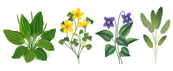 Realistic herbs original elements set collection