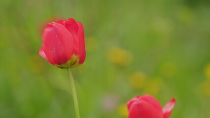 Obraz premium Red tulips background. Tulip flowers with deep red petals. Morning sun light. Slow motion.