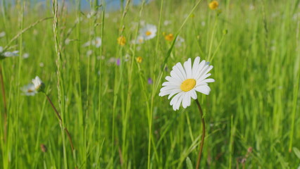 White blooming chamomile flowers summer field meadow. Beautiful flower sways in the wind on a sunny...