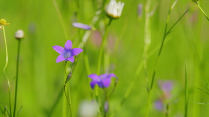 Wind waves thin stems of Campanula patula on summer meadow. Wild flowering plant. Slow motion.