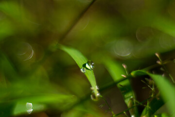 dew on the grass