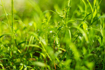 green grass background