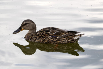 The mallard. Wild duck. Female