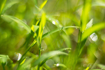 macro photo grass background